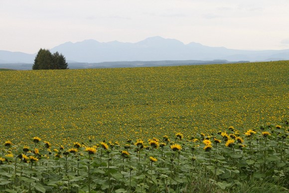 北海道夏天自駕遊Day 7行程_拼布之路-2