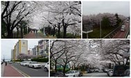 釜山櫻花景點推薦與交通指南
