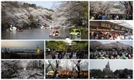 東京賞櫻之旅：一次看遍東京各大櫻花勝景
